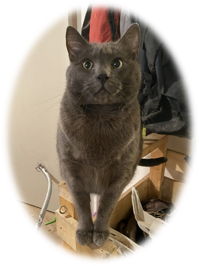 Photo of a gray cat standing on woodwork.
